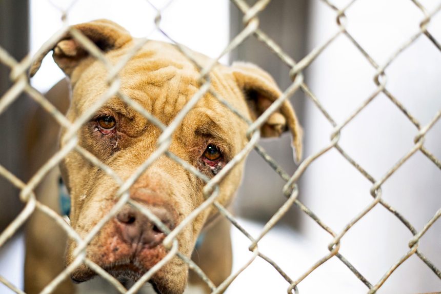 Ordenan a Roldanillo construir centro de bienestar animal y fortalecer atencion a perros y gatos abandonados1