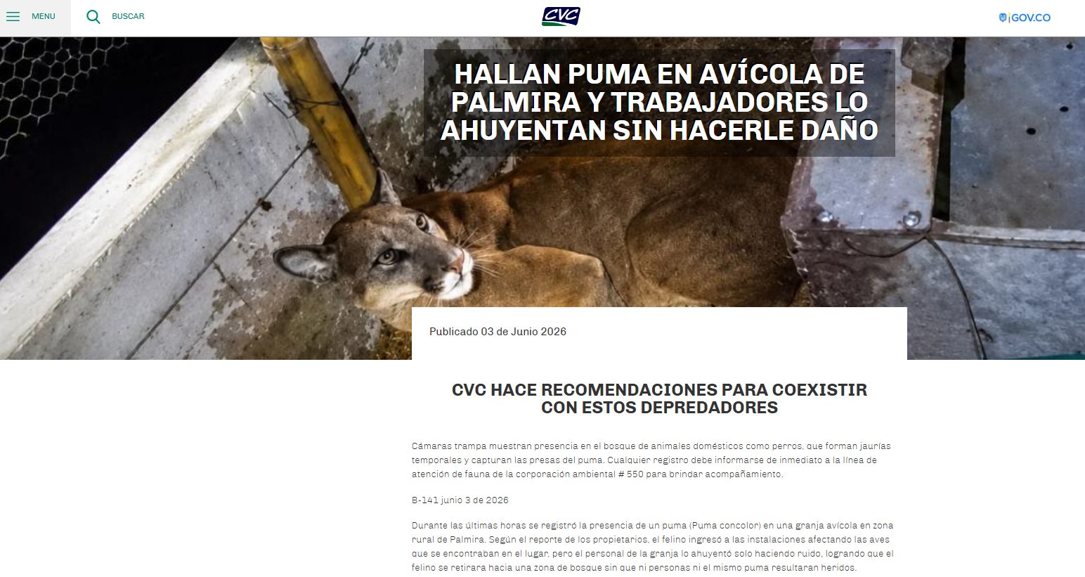 Puma Fusa