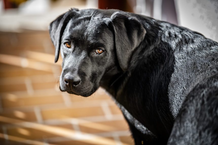 alert black labrador dog stares at the camera 2026 03 09 06 37 23 utc