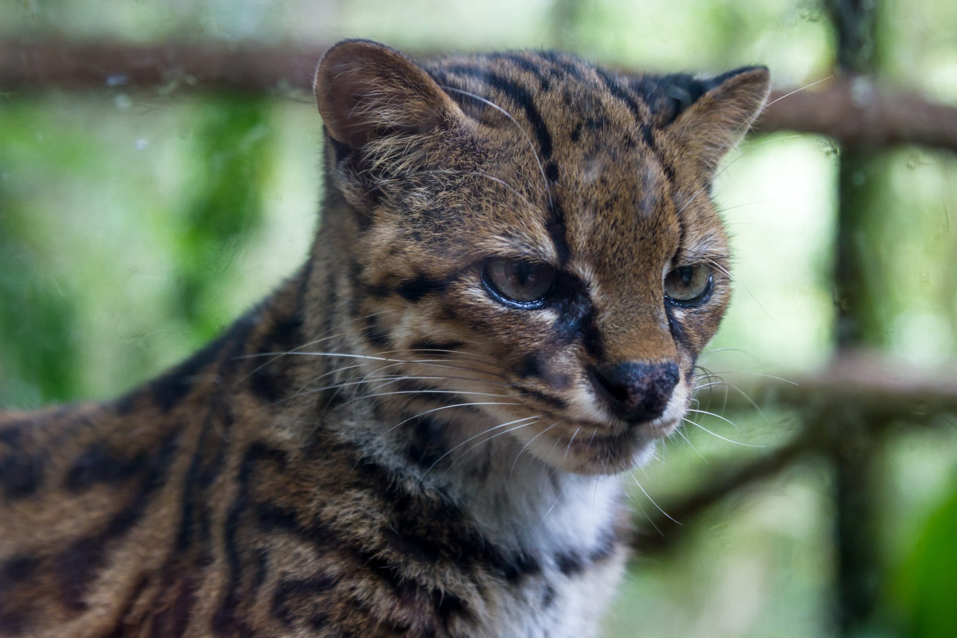 close up of an ocelot in a wild life refuge in cos 2026 03 26 11 37 26 utc