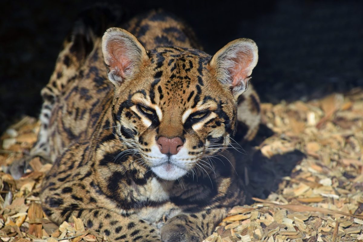 close up portrait of margay small wild cat 2026 03 24 10 01 14 utc