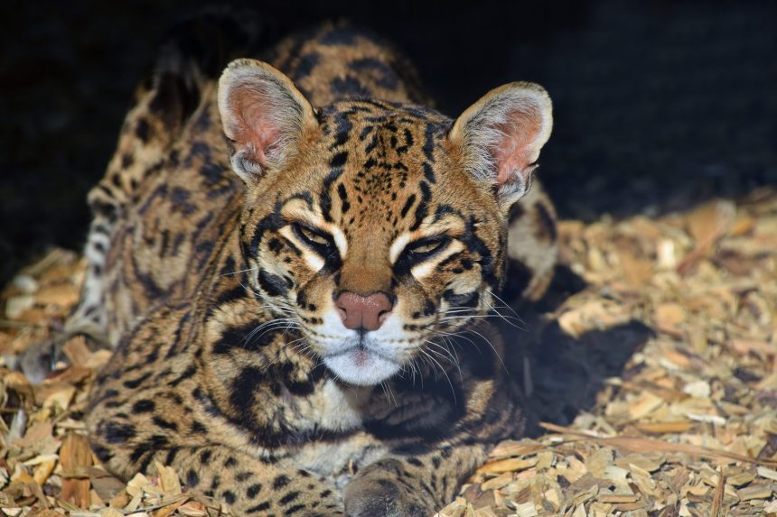 close up portrait of margay small wild cat 2026 03 24 10 01 14 utc