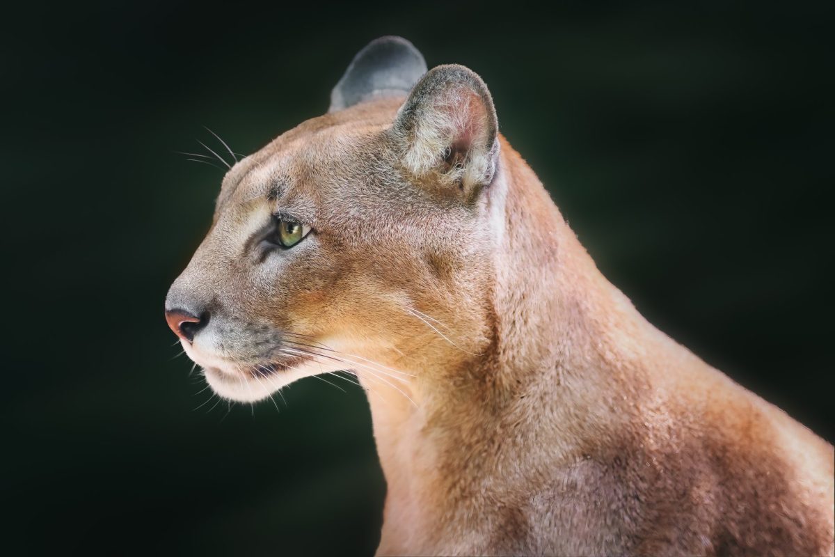 cougar side portrait puma concolor also known as 2026 03 24 23 34 42 utc