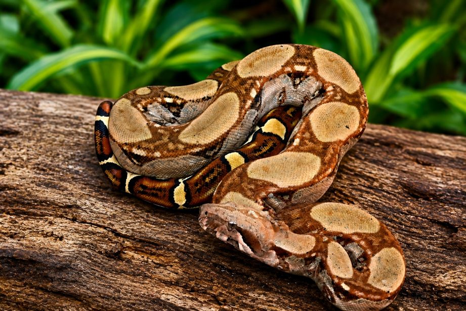 Rescatan serpiente cascabel y una boa constrictora en Ricaurte tras alerta de la comunidad 11