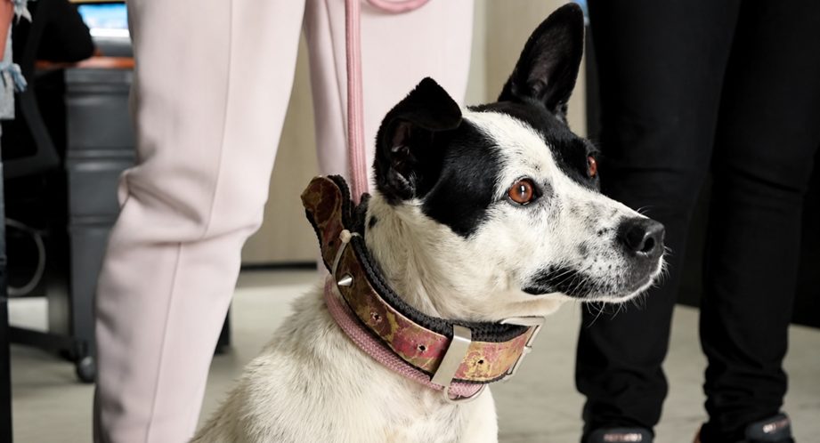 Cámaras registraron presunto abandono de una perrita en Cajicá: autoridades piden ayuda para ubicar a sus posibles dueños 12 Cámaras registraron presunto abandono de una perrita en Cajicá: autoridades piden ayuda para ubicar a sus posibles dueños 11