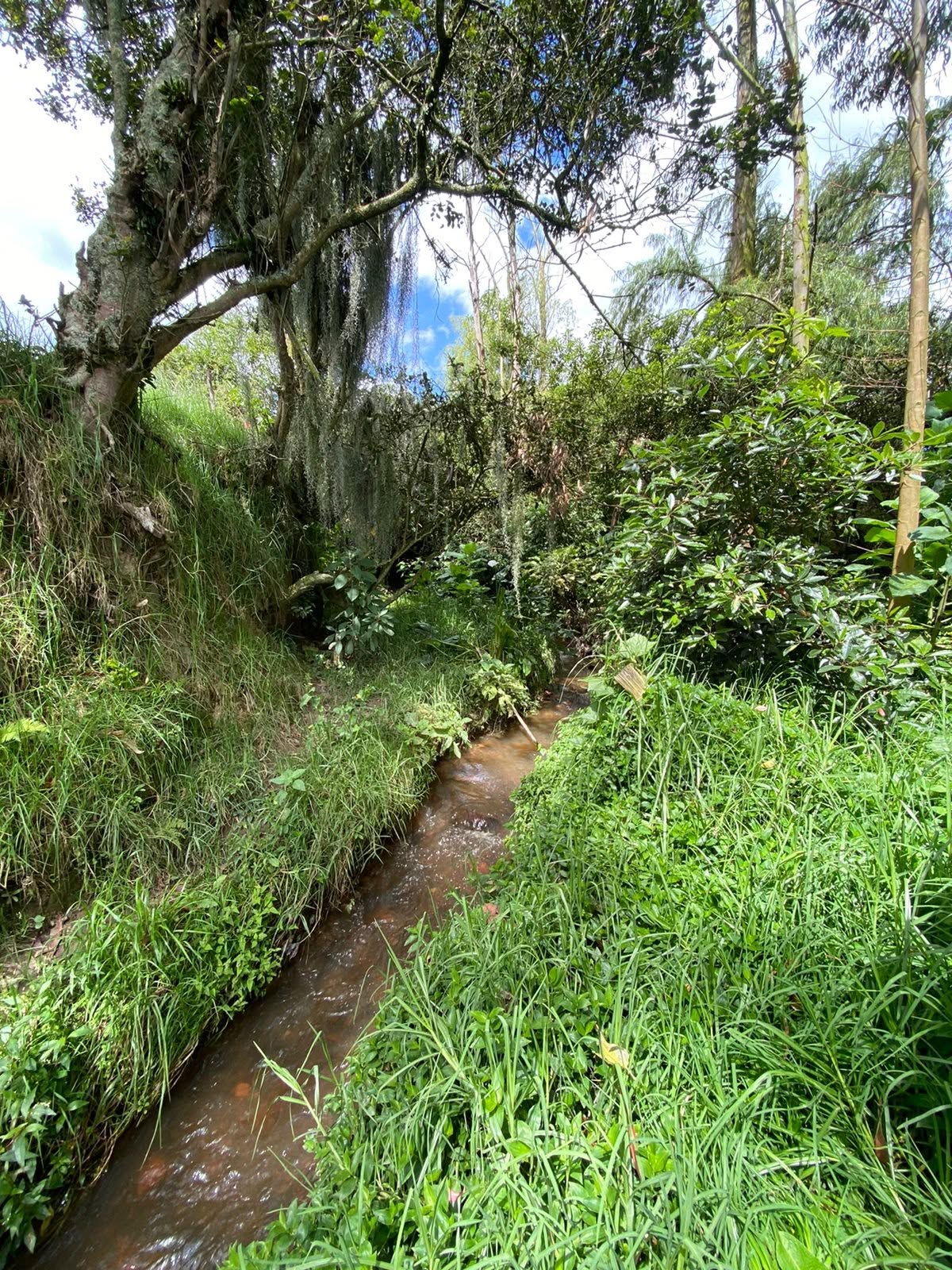 Sembrarte VI: el evento que invita a redescubrir la quebrada El Amoladero, uno de los tesoros naturales de Zipaquirá 1