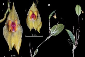 Descubren nueva orquídea en Colombia con el nombre de un profesor que dedicó 40 años a la botánica 11