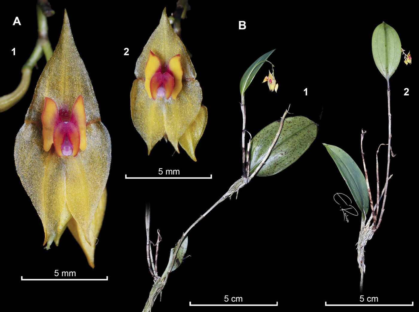 Descubren nueva orquídea en Colombia con el nombre de un profesor que dedicó 40 años a la botánica 11 Descubren nueva orquídea en Colombia con el nombre de un profesor que dedicó 40 años a la botánica 10
