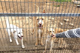 Alcaldes y gobernadores deberán responder por el bienestar animal: Procuraduría fija 22 obligaciones 11 Alcaldes y gobernadores deberán responder por el bienestar animal: Procuraduría fija 22 obligaciones 10