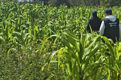 Cogua, Nemocón, Tenjo y Sopó producirán alimentos para proteger el ganado durante las sequías 3 Cogua, Nemocón, Tenjo y Sopó producirán alimentos para proteger el ganado durante las sequías 2