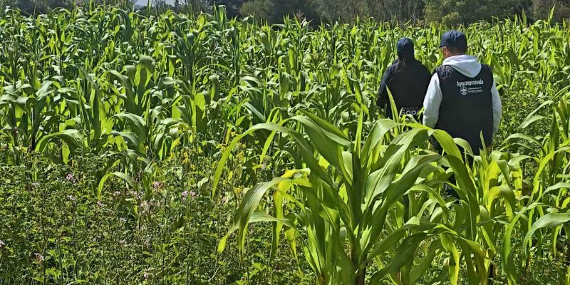 Cogua, Nemocón, Tenjo y Sopó producirán alimentos para proteger el ganado durante las sequías 8 Cogua, Nemocón, Tenjo y Sopó producirán alimentos para proteger el ganado durante las sequías 7