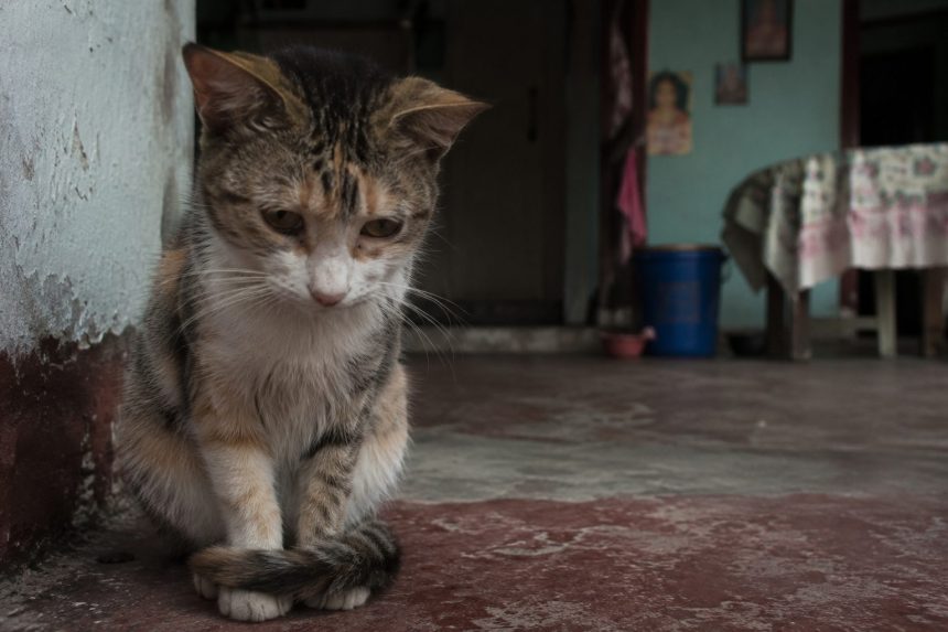 Hombre fue condenado a 12 meses de cárcel por dejar ciega a una gata en Cundinamarca