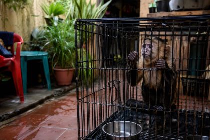 Tenencia de fauna silvestre como mascota: esto establece la ley colombiana sobre multas y penas de prisión 24