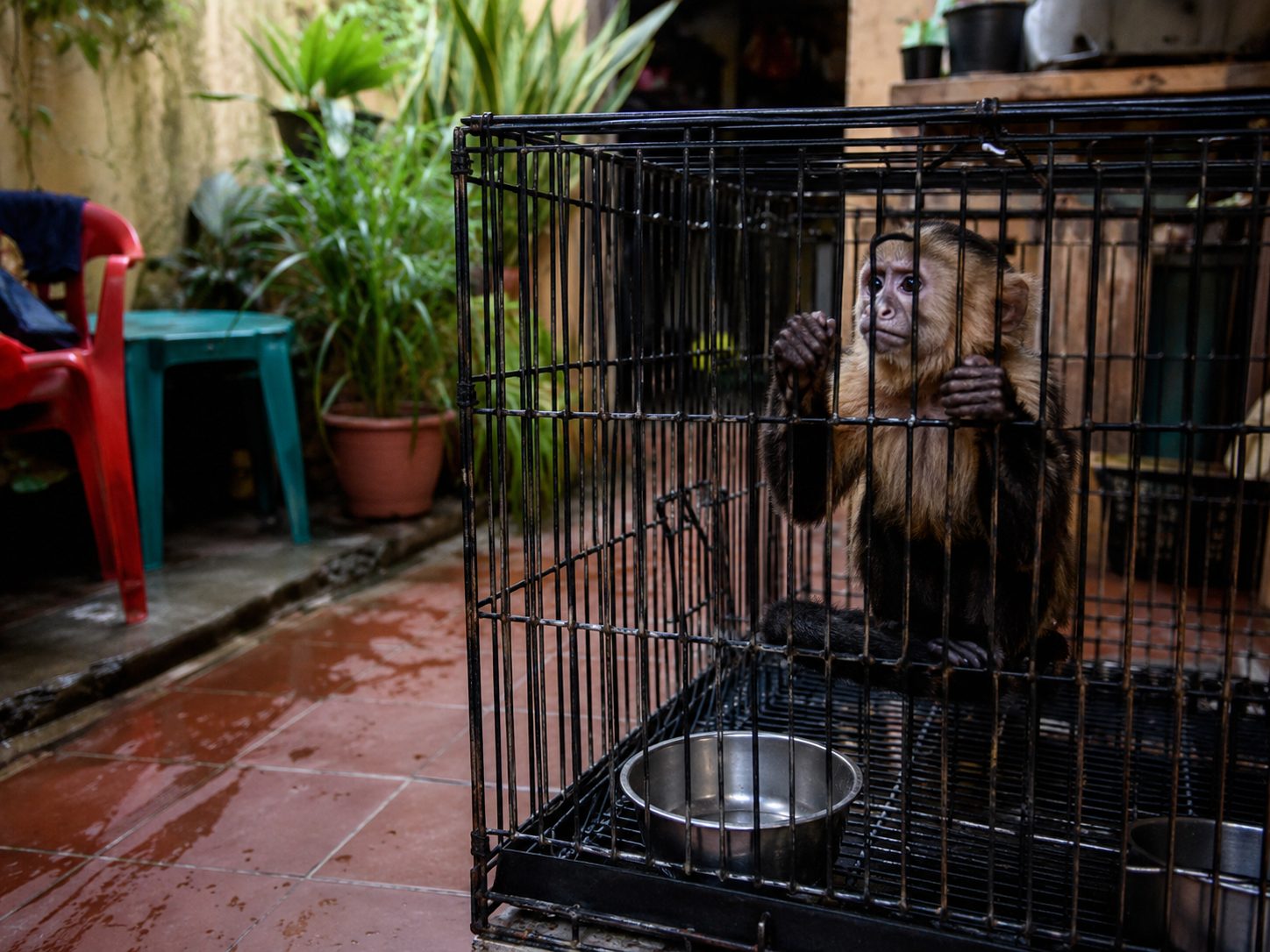 Tenencia de fauna silvestre como mascota: esto establece la ley colombiana sobre multas y penas de prisión 7