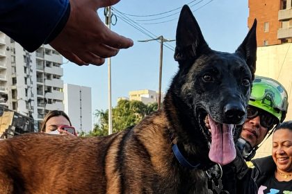 Dastan, el perro rescatista de Bogotá que participó en la misión humanitaria en Venezuela 3 Dastan, el perro rescatista de Bogotá que participó en la misión humanitaria en Venezuela 2
