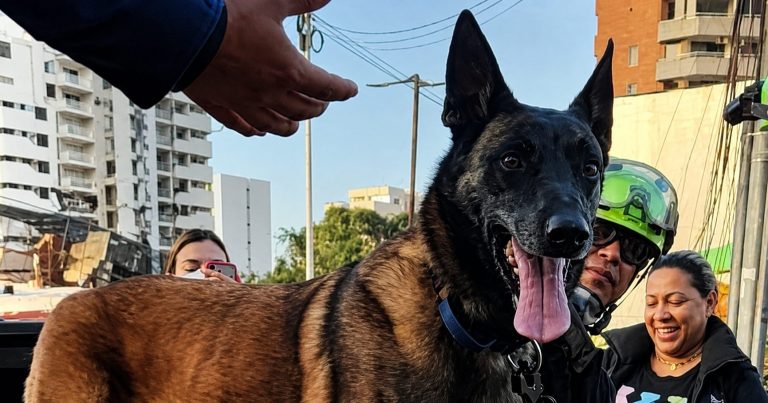 Dastan, el perro rescatista de Bogotá que participó en la misión humanitaria en Venezuela 1 Dastan, el perro rescatista de Bogotá que participó en la misión humanitaria en Venezuela