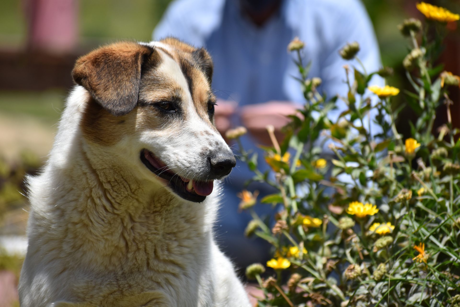 Investigadores estudian pulgas de perros en Cundinamarca y hallan bacterias poco documentadas 9 Investigadores estudian pulgas de perros en Cundinamarca y hallan bacterias poco documentadas 7