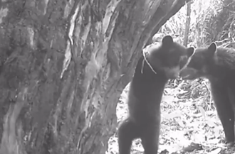 En Colombia: Cámaras trampa confirman el nacimiento de crías de oso andino en dos zonas protegidas del Huila 12 En Colombia: Cámaras trampa confirman el nacimiento de crías de oso andino en dos zonas protegidas del Huila 11