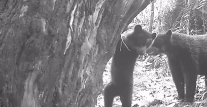 En Colombia: Cámaras trampa confirman el nacimiento de crías de oso andino en dos zonas protegidas del Huila 20 En Colombia: Cámaras trampa confirman el nacimiento de crías de oso andino en dos zonas protegidas del Huila 15