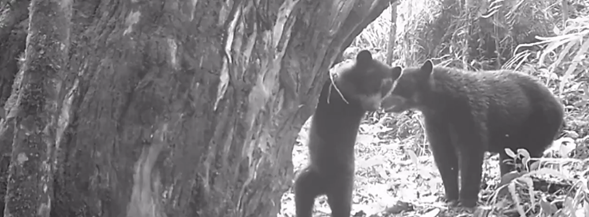 En Colombia: Cámaras trampa confirman el nacimiento de crías de oso andino en dos zonas protegidas del Huila 10