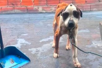 Perro vivía amarrado, con bajo peso, parásitos y bebía agua de charcos en una terraza de Bogotá 12 Perro vivía amarrado, con bajo peso, parásitos y bebía agua de charcos en una terraza de Bogotá 11