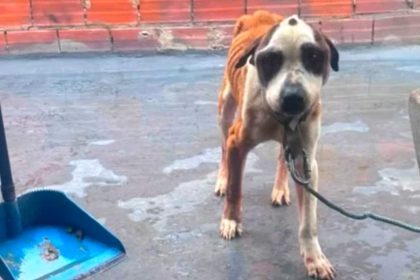 Perro vivía amarrado, con bajo peso, parásitos y bebía agua de charcos en una terraza de Bogotá 25 Perro vivía amarrado, con bajo peso, parásitos y bebía agua de charcos en una terraza de Bogotá 24