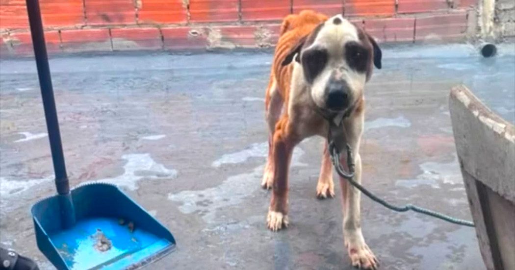 Perro vivía amarrado, con bajo peso, parásitos y bebía agua de charcos en una terraza de Bogotá 10