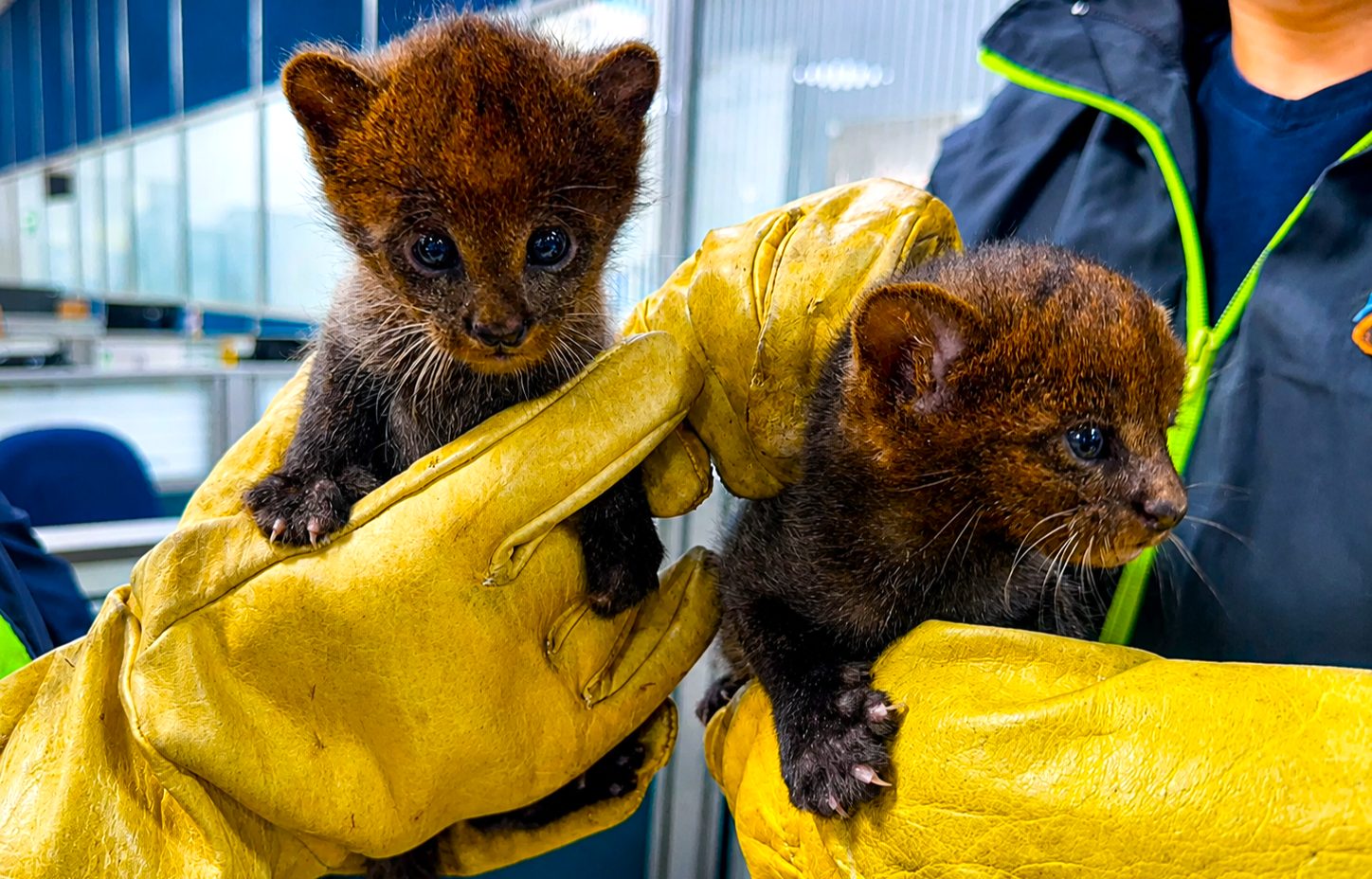 Rescatan tres cachorros de yaguarundí en La Mesa: parecían gatos, pero eran felinos silvestres nativos 21 Rescatan tres cachorros de yaguarundí en La Mesa: parecían gatos, pero eran felinos silvestres nativos 20