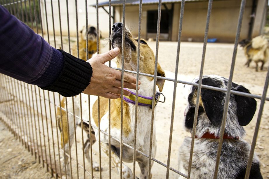 Alcaldes y gobernadores deberán responder por el bienestar animal: Procuraduría fija 22 obligaciones 1