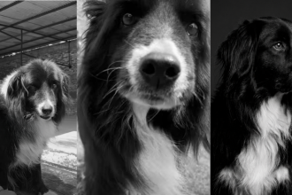 Bomberos de Zipaquirá despiden a Misael, su perro de búsqueda y compañero durante casi una década 11 Bomberos de Zipaquirá despiden a Misael, su perro de búsqueda y compañero durante casi una década 10