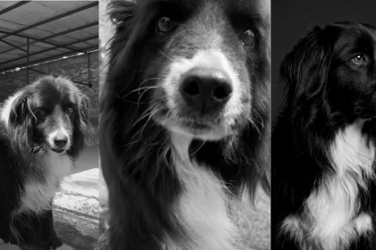 Bomberos de Zipaquirá despiden a Misael, su perro de búsqueda y compañero durante casi una década 15