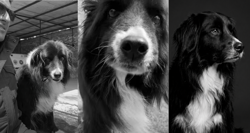 Bomberos de Zipaquirá despiden a Misael, su perro de búsqueda y compañero durante casi una década 13 Bomberos de Zipaquirá despiden a Misael, su perro de búsqueda y compañero durante casi una década 8