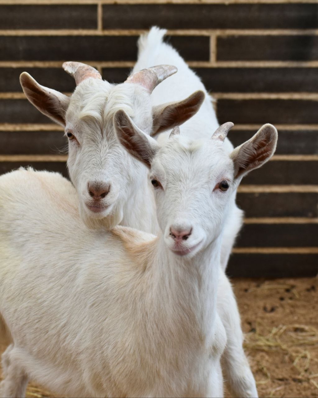 Una granja interactiva cerca de Bogotá para conectarse con el campo y hacer un plan familiar en Zipaquirá 2