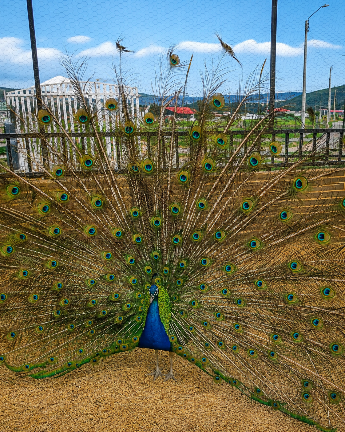 Una granja interactiva cerca de Bogotá para conectarse con el campo y hacer un plan familiar en Zipaquirá 6