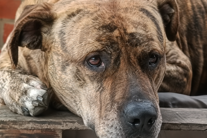 Investigan muerte de un perro pitbull atacado con arma cortopunzante en Tocancipá, Cundinamarca 17