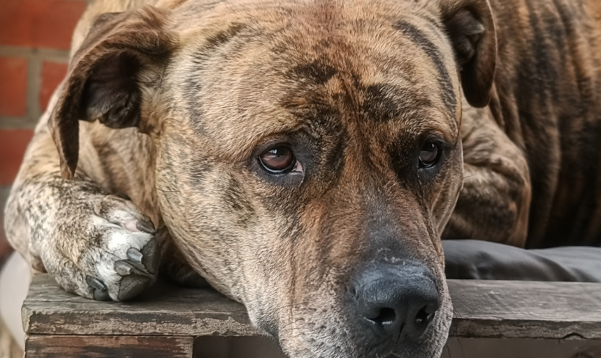 Investigan muerte de un perro pitbull atacado con arma cortopunzante en Tocancipá, Cundinamarca 1 Investigan muerte de un perro pitbull atacado con arma cortopunzante en Tocancipá, Cundinamarca