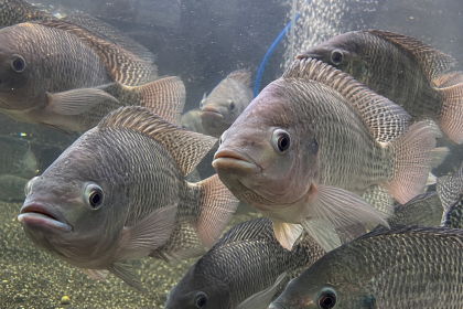 Investigadora colombiana crea un material a base de residuos de tilapia con potencial para regenerar tejido óseo 2