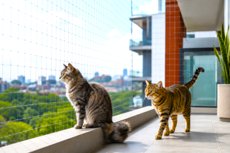 Corte pone límites a conjuntos residenciales: protección de mascotas deberá considerarse en la propiedad horizontal 12