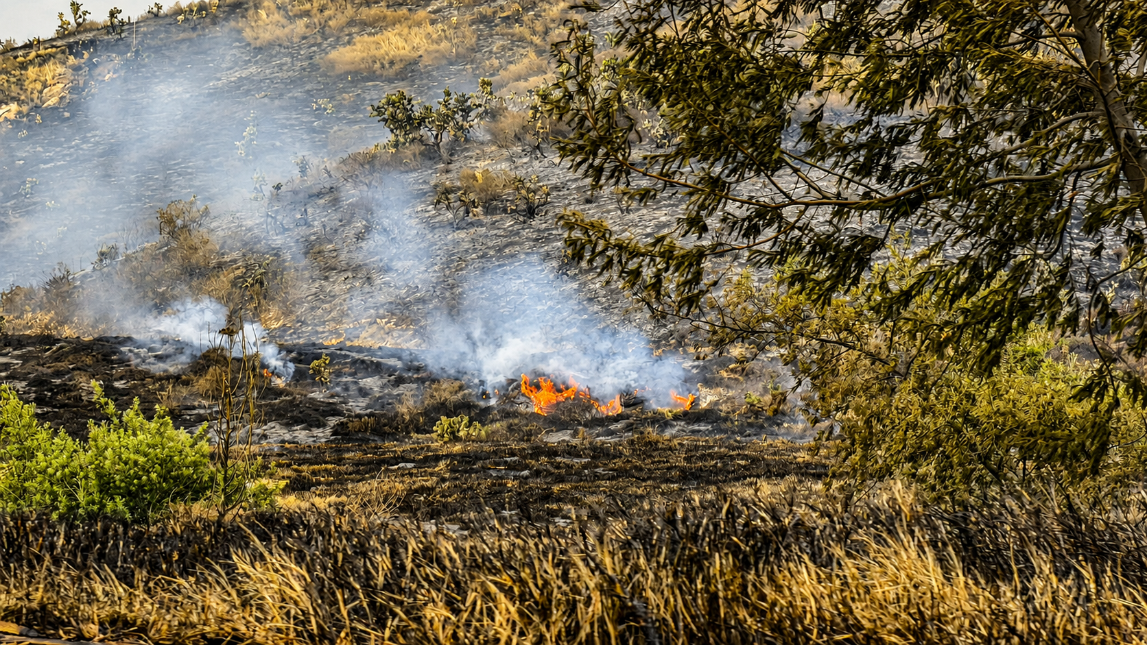Emergencia cerca de Mondoñedo: 75 personas combaten incendio forestal entre Bojacá y Mosquera 11