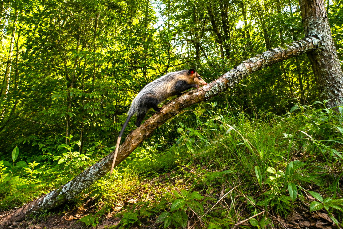 Nueve zarigüeyas, un zorro, un perro de monte y un armadillo regresaron a la libertad en Sasaima 1 Nueve zarigüeyas, un zorro, un perro de monte y un armadillo regresaron a la libertad en Sasaima