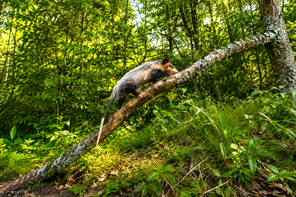 Nueve zarigüeyas, un zorro, un perro de monte y un armadillo regresaron a la libertad en Sasaima 2
