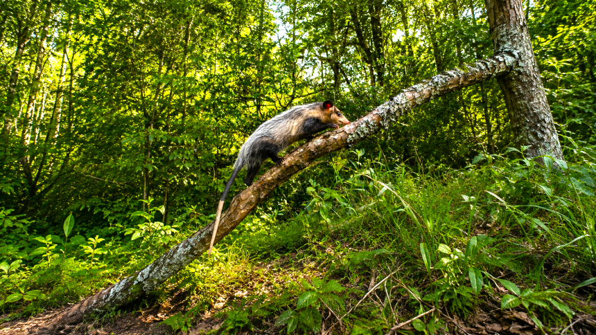 Nueve zarigüeyas, un zorro, un perro de monte y un armadillo regresaron a la libertad en Sasaima