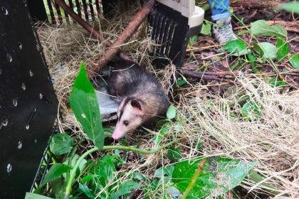 Zarigüeyas, cusumbos, aves y arañas regresaron a su hábitat natural en Cogua y Tena 18