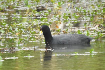 El río Bogotá revive: 99 especies de fauna silvestre volvieron a su cuenca media 19
