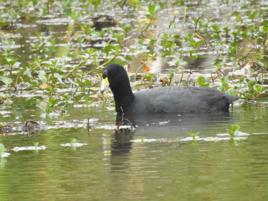 El río Bogotá revive: 99 especies de fauna silvestre volvieron a su cuenca media