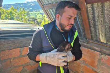 Incautan ocho borugos de montaña que permanecían en cautiverio en zona rural de Subachoque 3 Incautan ocho borugos de montaña que permanecían en cautiverio en zona rural de Subachoque 2