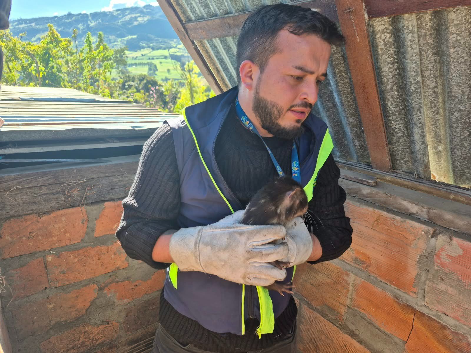 Incautan ocho borugos de montaña que permanecían en cautiverio en zona rural de Subachoque 9 Incautan ocho borugos de montaña que permanecían en cautiverio en zona rural de Subachoque 8
