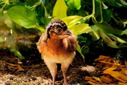 Nace ‘Milagro’: la cría de paujil de pico azul que le da esperanza a una especie en peligro crítico en Colombia 2