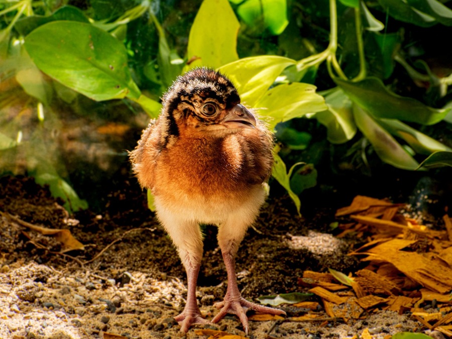 Nace ‘Milagro’: la cría de paujil de pico azul que le da esperanza a una especie en peligro crítico en Colombia 11 Nace ‘Milagro’: la cría de paujil de pico azul que le da esperanza a una especie en peligro crítico en Colombia 7