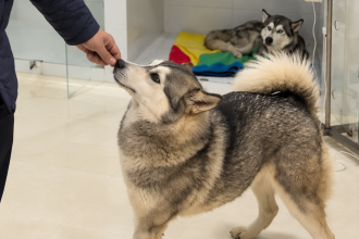 Rescataron a dos huskies que permanecieron cerca de 40 horas en un balcón en Zipaquirá; una fue operada tras tragar dos medias 10